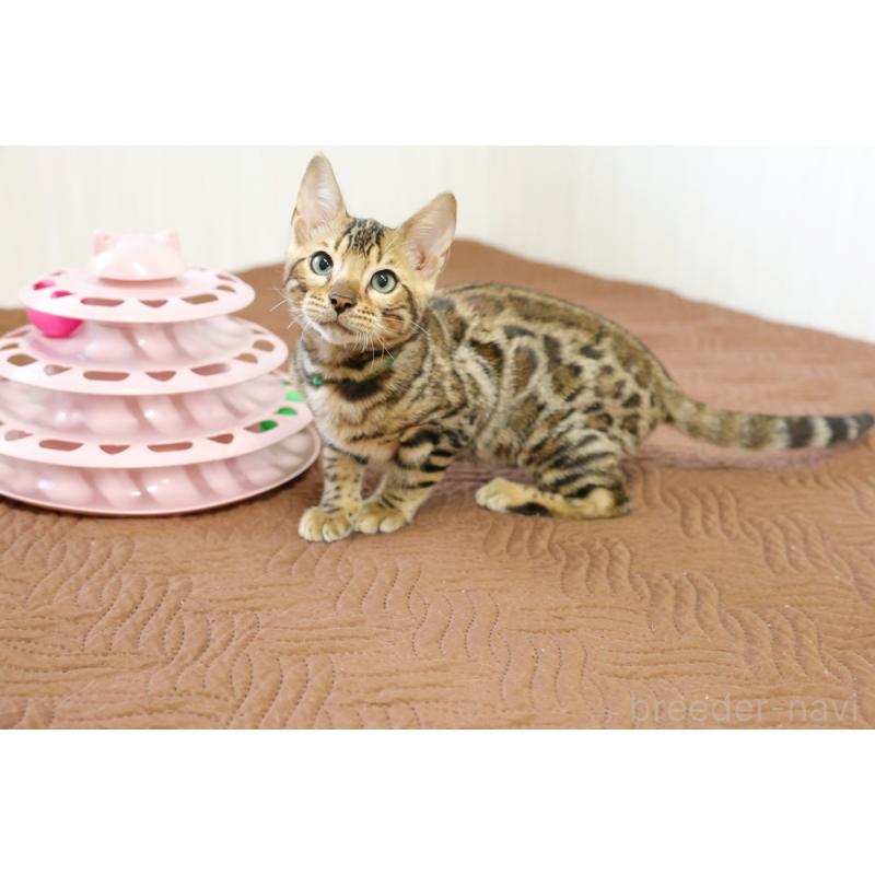 成約済の大阪府のベンガル-124883の3枚目